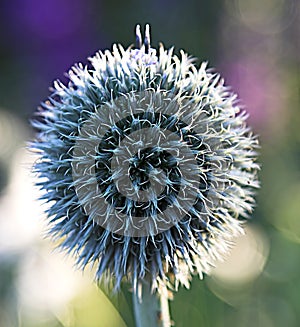 Beautiful ball flower