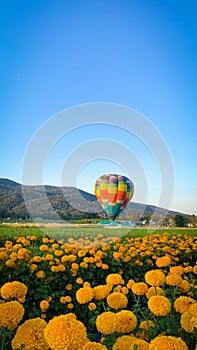 Beautiful balloon with marigold flowers in blooming