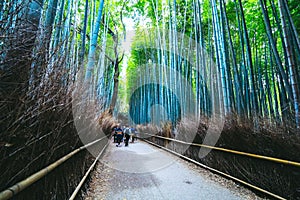 Beautiful  Bamboo forest at Arashiyama, Kyoto, Japan