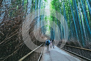 Beautiful bamboo forest at Arashiyama, Kyoto , Japan