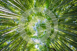 Beautiful bamboo forest at Arashiyama touristy district photo