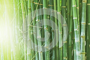 Beautiful bamboo forest, green nature background.