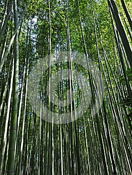 A beautiful bamboo grove in Kyoto, Japan