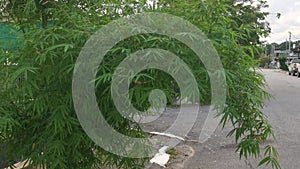 Beautiful bamboo plants decorated along the residential roadside