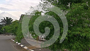 Beautiful bamboo plants decorated along the residential roadside