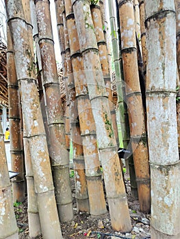 Beautiful bamboo trees at the Heha Forest tourist spot in Yogyakarta, Indonesia. Pohon Bambu photo