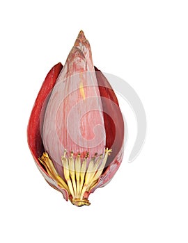 Beautiful banana flower isolated on white