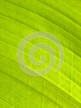 Beautiful banana leaf