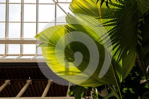 Beautiful banana leaves in sunlight shadows, natural green decor, floristics botany and foliage.