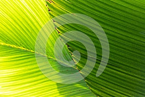 Beautiful banana leaves texture background, natural green decor, floristics botany and foliage.