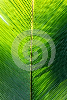 Beautiful banana leaves texture background, natural green decor, floristics botany and foliage.