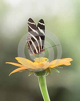 Beautiful Banded Orange butterfly Dryadula phaetusa on a flower in a summer garden.