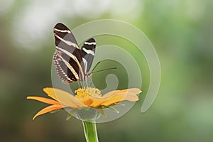 Beautiful Banded Orange butterfly Dryadula phaetusa on a flower in a summer garden.