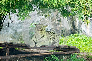 Beautiful Bangal tiger photo