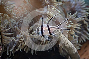 Beautiful banggai cardinal fish