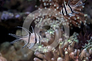 Beautiful banggai cardinal fish