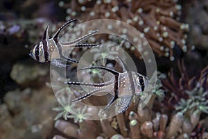 Beautiful banggai cardinal fish