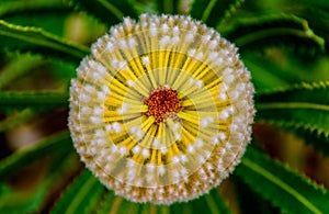 Beautiful Banksia spinulosa or Coastal cushion flower