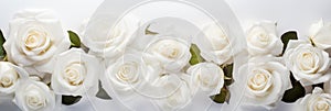 Beautiful banner with white roses background of Mothers, Valentine Day, Birthday, Anniversary, Wedding. Copy space. For