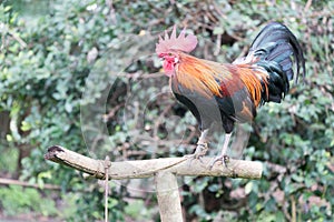 Beautiful bantam chicken