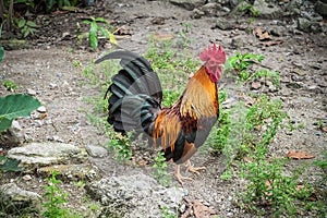 Beautiful Bantam is Strong Chicken