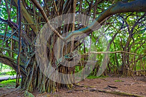 Beautiful banyan tree