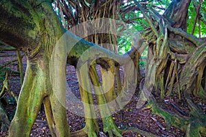 Beautiful banyan tree