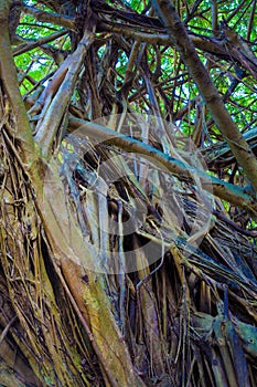 Beautiful banyan tree