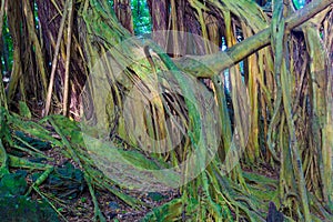 Beautiful banyan tree