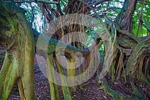 Beautiful banyan tree