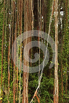 Beautiful banyan tree root bunches
