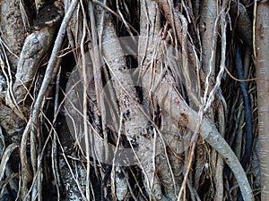 Beautiful Banyan tree roots pattern. Close up.