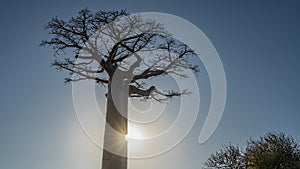 Beautiful baobab on the background of a clear blue sky.