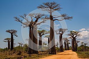 Beautiful Baobab trees at sunset