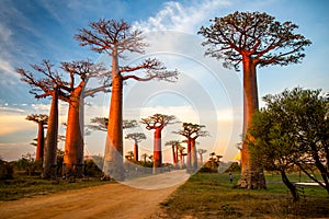 Beautiful Baobab trees at sunset at the avenue of the baobabs in Madagascar photo