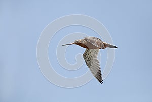 Beautiful bar-tailed Godwit in flight