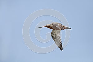 Beautiful bar-tailed Godwit in flight photo