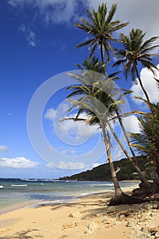 Beautiful Barbados Beach