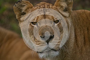 A Beautiful Barbary Lioness portrait