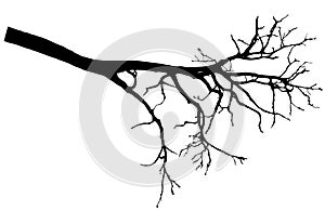 Beautiful bare branch tree silhouette, vector illustration