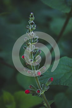 Beautiful barely budding Roseleaf Sage plant- a native of Mexico