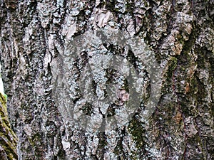 The beautiful bark with green moss