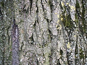 The beautiful bark with green moss