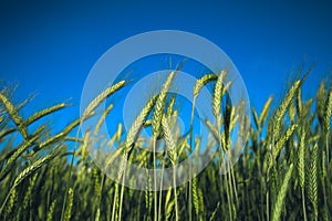 Beautiful barley ceral crop field
