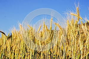 Beautiful barley field wait for harvest