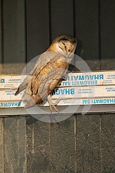 Beautiful Barn owl is seen resting on the window panel of a building