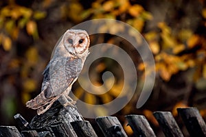 A beautiful barn owl Tyto alba perched on the fence. Portrait of owl in autumn time photo