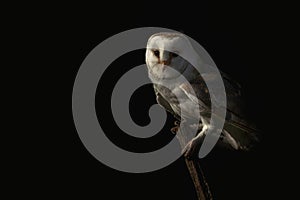 Beautiful Barn owl Tyto alba sitting on a branch. Dark black background. Noord Brabant in the Netherlands. Autumn forest. Lookin