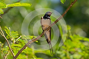 Beautiful Barn swallow bird Hirundo rustica on a branch