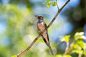 Beautiful barn swallow bird Hirundo rustica perched on a branch